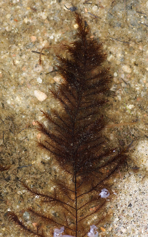 Drepanocladus longifolius